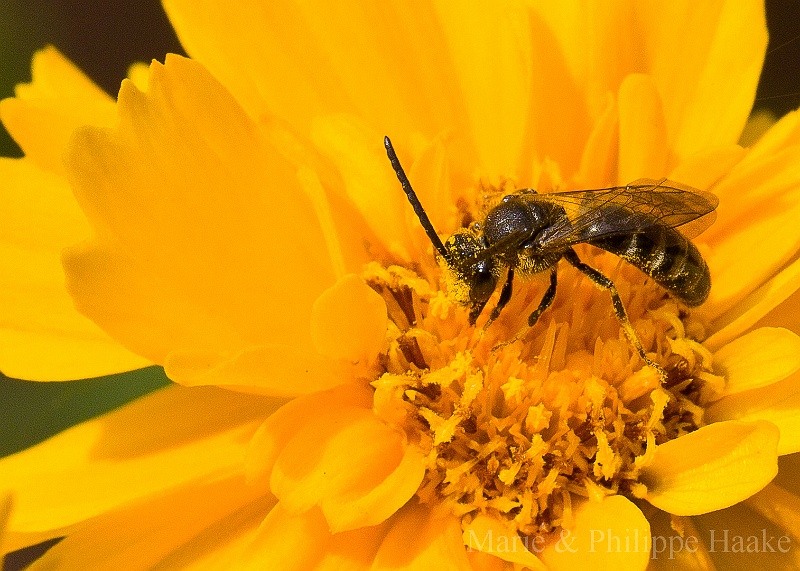 Abeille 1805.jpg - Abeille sur une fleur de coréopsis (Ermitage, Genève, Suisse)